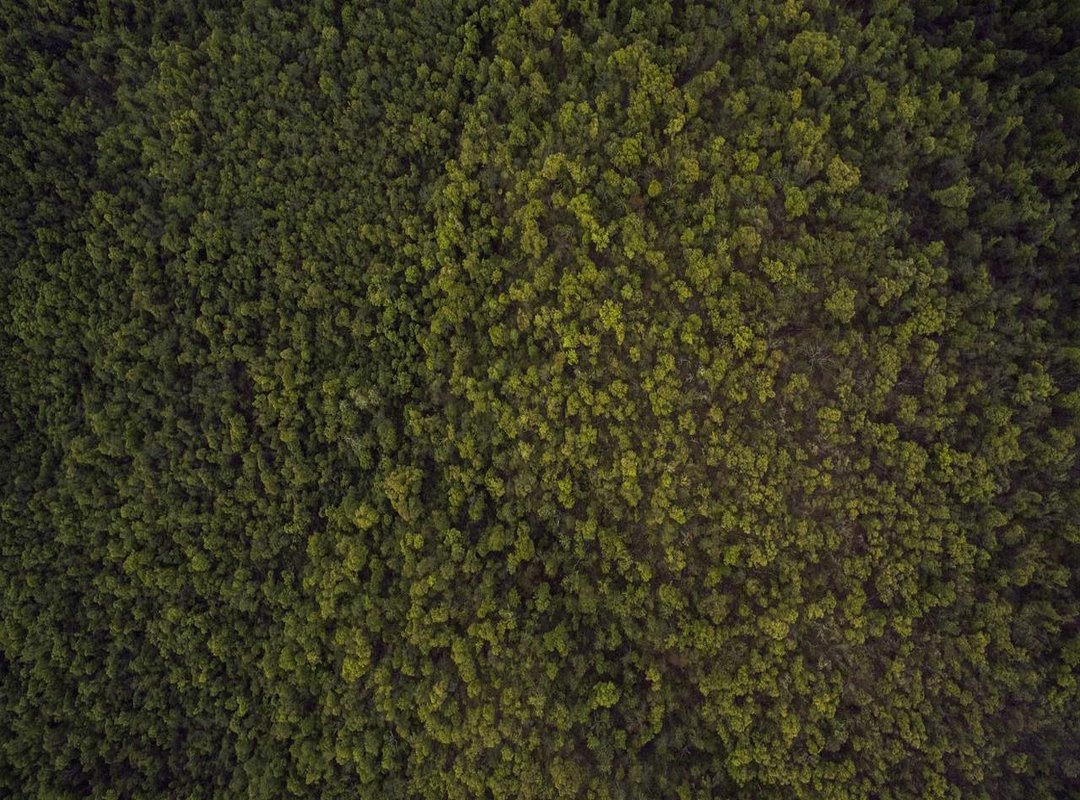 Perfect Placement: Where Should Your Koi Tattoo Go?