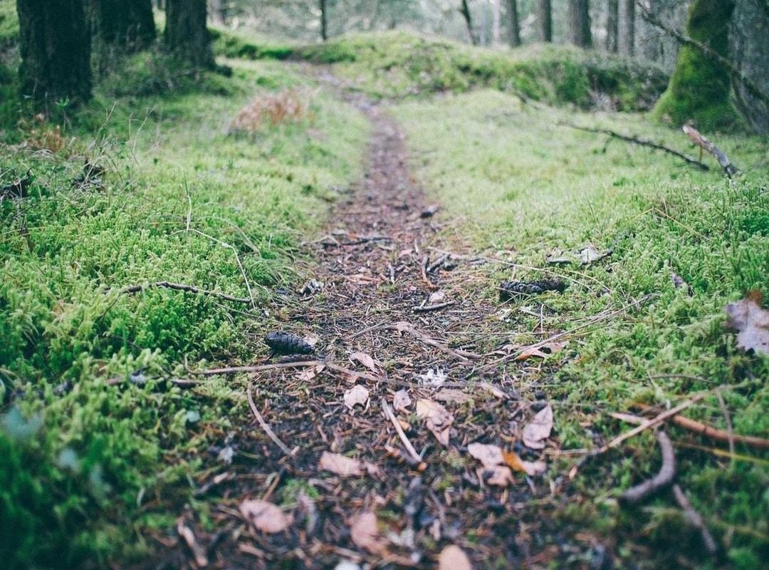 Fueling for Gold: The Nutritional Strategy Behind the Power