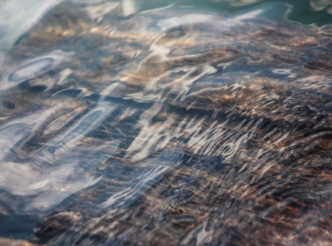 The 'Alder' Question: Unpacking the Search