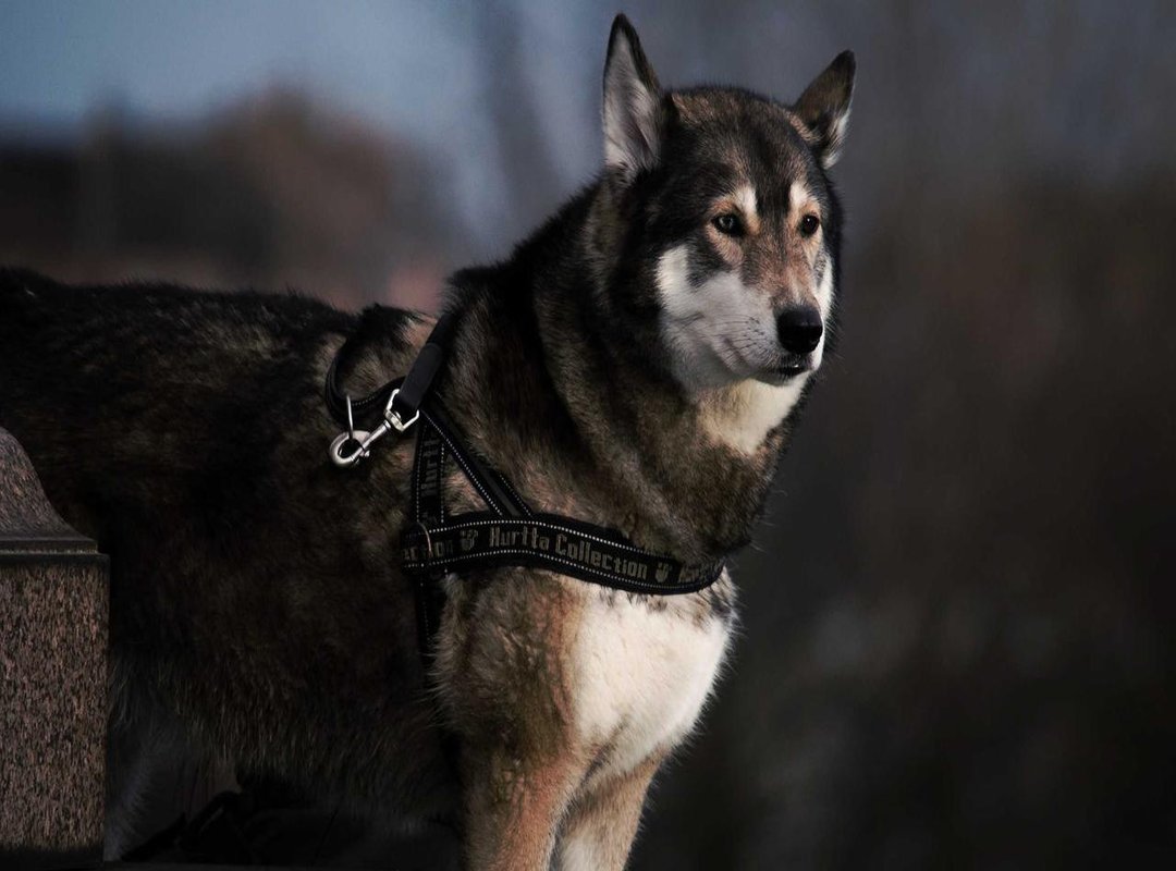 Frequently Asked Questions (FAQs)