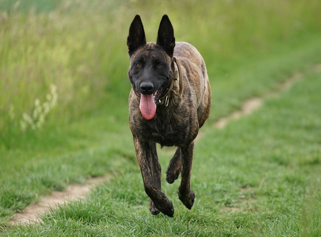 A Quick Guide to Reading on Vymanga